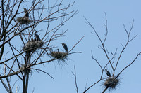 Nesting Herons