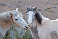 Wild horses of New Mexico